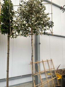 Elaeagnus ebb. 'Compacta' 8-10 Hoogstam cont. 25L SCHERM,br120xh120 180 cm stam - afbeelding 1