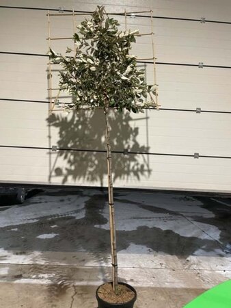 Elaeagnus ebb. 'Compacta' 8-10 Hoogstam cont. 25L SCHERM,br120xh120 180 cm stam - afbeelding 3