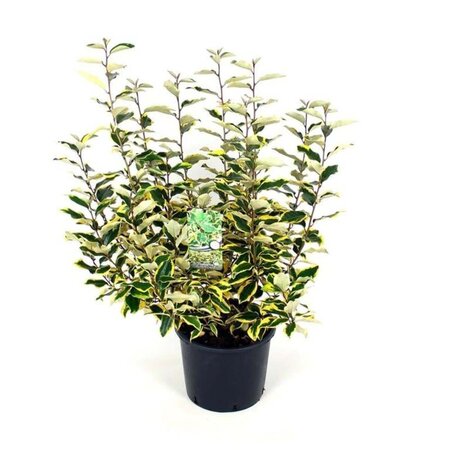 Elaeagnus ebb. 'Viveleg' 100-125 cm cont. 12L