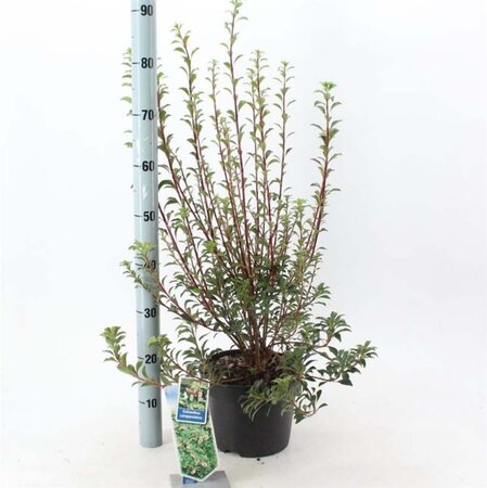 Enkianthus campanulatus 40-50 cm cont. 5,0L - afbeelding 2