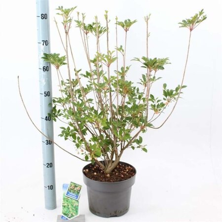 Enkianthus campanulatus 40-50 cm cont. 5,0L - afbeelding 3