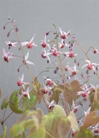 Epimedium 'Aziatic Hybrid' geen maat specificatie 0,55L/P9cm