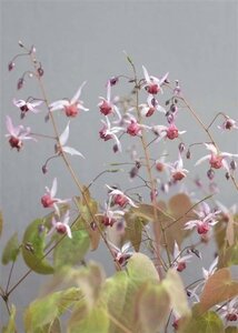 Epimedium 'Aziatic Hybrid' geen maat specificatie 0,55L/P9cm