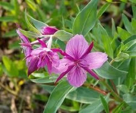 Epilobium angustifolium geen maat specificatie 0,55L/P9cm