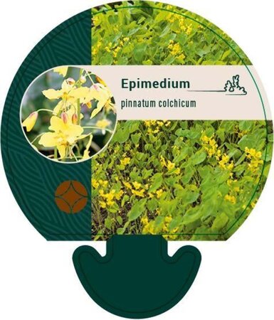 Epimedium pinnatum colchicum geen maat specificatie 0,55L/P9cm - afbeelding 2