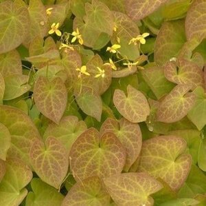 Epimedium pinnatum colchicum geen maat specificatie 0,55L/P9cm - afbeelding 1