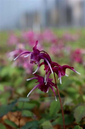 Epimedium pinnatum colchicum geen maat specificatie 0,55L/P9cm - afbeelding 3