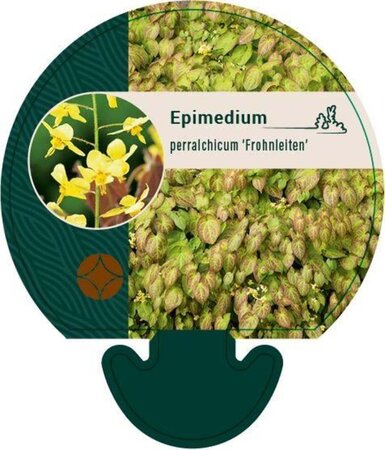 Epimedium perralc. 'Frohnleiten' (gele bloem) geen maat specificatie 0,55L/P9cm - afbeelding 2