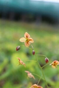 Epimedium pubigerum 'Orangekönigin' geen maat specificatie 0,55L/P9cm - afbeelding 1