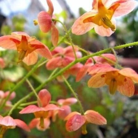 Epimedium pubigerum 'Orangekönigin' geen maat specificatie 0,55L/P9cm - afbeelding 4