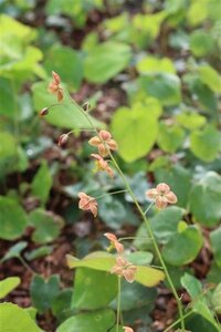 Epimedium pubigerum 'Orangekönigin' geen maat specificatie 0,55L/P9cm - afbeelding 2