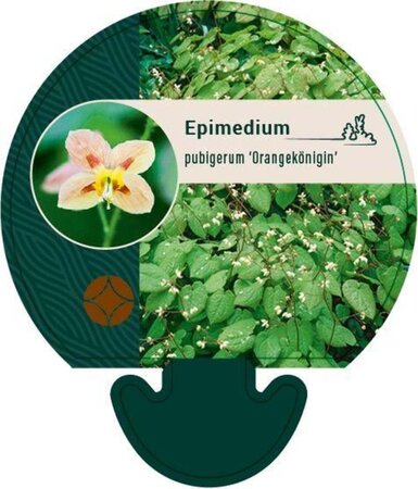 Epimedium pubigerum 'Orangekönigin' geen maat specificatie 0,55L/P9cm - afbeelding 3