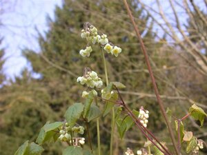 Epimedium pubigerum geen maat specificatie 0,55L/P9cm - afbeelding 1