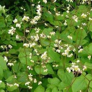 Epimedium pubigerum geen maat specificatie 0,55L/P9cm - afbeelding 4