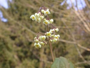 Epimedium pubigerum geen maat specificatie 0,55L/P9cm - afbeelding 3