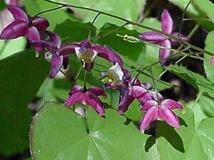 Epimedium rubrum geen maat specificatie 0,55L/P9cm - afbeelding 3