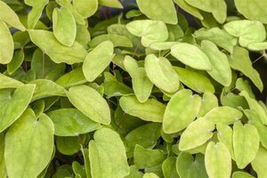 Epimedium rubrum geen maat specificatie 0,55L/P9cm - afbeelding 1