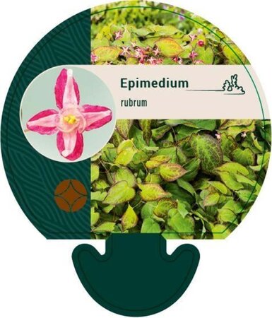 Epimedium rubrum geen maat specificatie 0,55L/P9cm - afbeelding 2