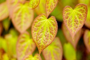 Epimedium versic. 'Sulphureum' geen maat specificatie 0,55L/P9cm - afbeelding 1