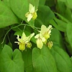 Epimedium versic. 'Sulphureum' geen maat specificatie 0,55L/P9cm - afbeelding 3