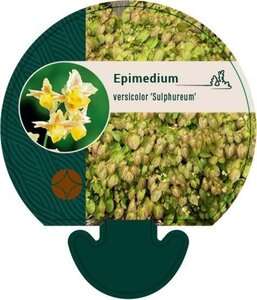 Epimedium versic. 'Sulphureum' geen maat specificatie 0,55L/P9cm - afbeelding 4