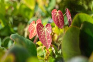 Epimedium versic. 'Sulphureum' geen maat specificatie 0,55L/P9cm - afbeelding 2