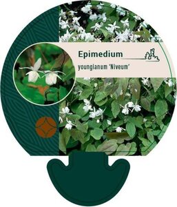 Epimedium y. 'Niveum' geen maat specificatie 0,55L/P9cm - afbeelding 2