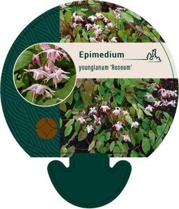 Epimedium y. 'Roseum' geen maat specificatie 0,55L/P9cm - afbeelding 2