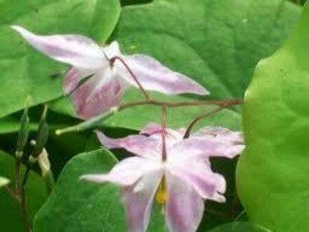 Epimedium y. 'Roseum' geen maat specificatie 0,55L/P9cm - afbeelding 1