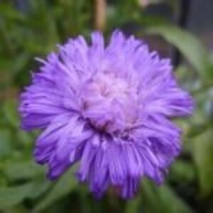 Erigeron 'Azure Beauty' geen maat specificatie 0,55L/P9cm