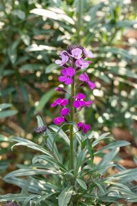 Erysimum 'Bowles' Mauve' geen maat specificatie 0,55L/P9cm - afbeelding 1