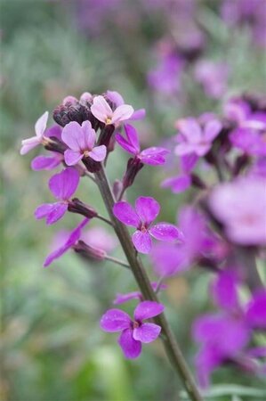 Erysimum 'Bowles' Mauve' geen maat specificatie 0,55L/P9cm - afbeelding 6