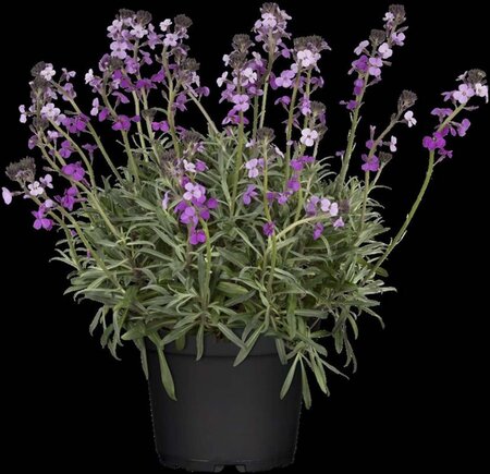 Erysimum 'Bowles' Mauve' geen maat specificatie 0,55L/P9cm - afbeelding 2