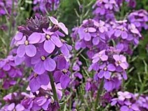 Erysimum 'Bowles' Mauve' geen maat specificatie 0,55L/P9cm - afbeelding 4