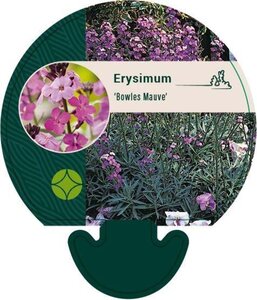 Erysimum 'Bowles' Mauve' geen maat specificatie 0,55L/P9cm - afbeelding 5