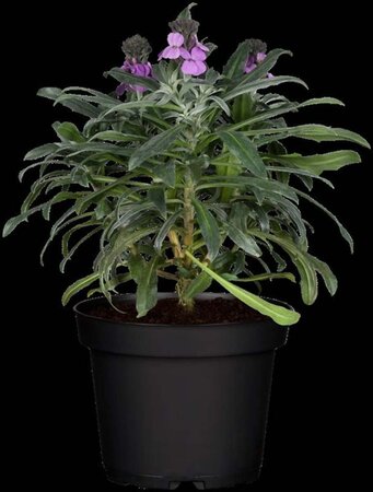 Erysimum 'Bowles' Mauve' geen maat specificatie 0,55L/P9cm - afbeelding 3