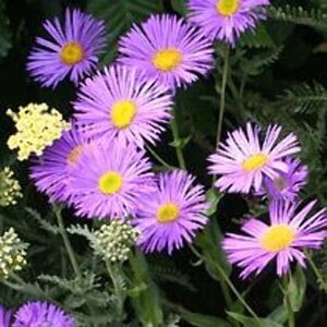 Erigeron 'Dunkelste Aller' geen maat specificatie 0,55L/P9cm - afbeelding 1