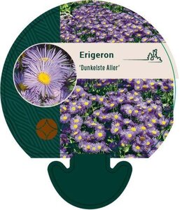 Erigeron 'Dunkelste Aller' geen maat specificatie 0,55L/P9cm - afbeelding 2