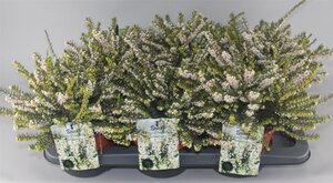 Erica darl. 'White Perfection' WIT geen maat specificatie cont. 2,0L - afbeelding 1