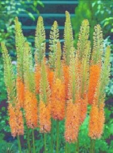 Eremurus isab. 'Cleopatra' geen maat specificatie bloembol