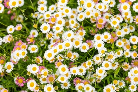 Erigeron karvinskianus geen maat specificatie 0,55L/P9cm - afbeelding 1