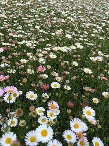 Erigeron karvinskianus geen maat specificatie 0,55L/P9cm - afbeelding 3