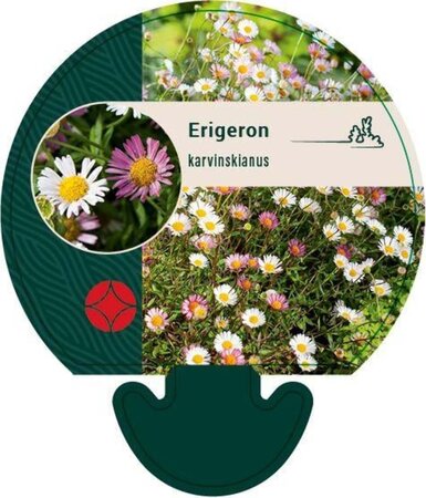 Erigeron karvinskianus geen maat specificatie 0,55L/P9cm - afbeelding 5