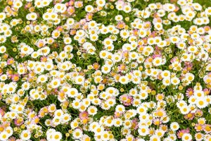 Erigeron karvinskianus geen maat specificatie 0,55L/P9cm - afbeelding 2