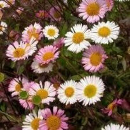 Erigeron karvinskianus geen maat specificatie 0,55L/P9cm - afbeelding 4