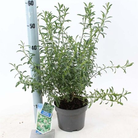 Eriostemon myoporoides 30-40 cm cont. 2,0L - afbeelding 1