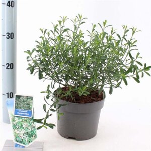 Eriostemon myoporoides 30-40 cm cont. 2,0L - afbeelding 2