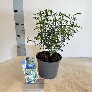 Eriostemon myoporoides 30-40 cm cont. 2,0L - afbeelding 3