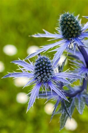 Eryngium planum geen maat specificatie 0,55L/P9cm - afbeelding 1