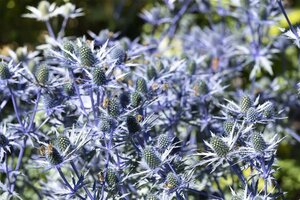 Eryngium planum geen maat specificatie 0,55L/P9cm - afbeelding 2